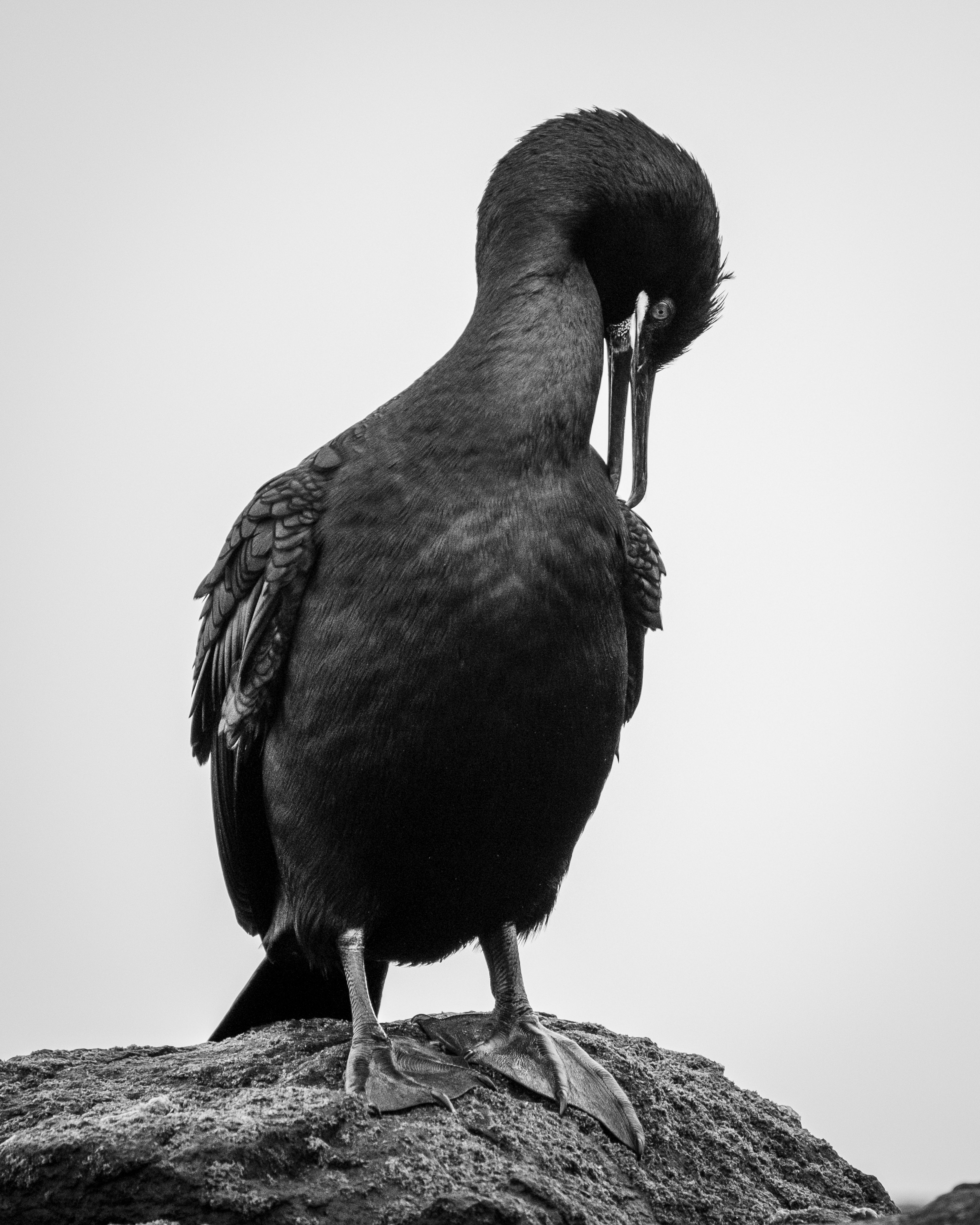 Wildlife photography gallery cover